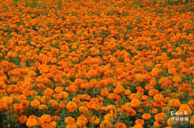 就这样惊艳了秋天|这一抹“丰收黄”,便是云南最纯粹的秋色休闲区蓝鸢梦想 - Www.slyday.coM 就这样惊艳了秋天|这一抹“丰收黄”,便是云南最纯粹的秋色休闲区蓝鸢梦想 - Www.slyday.coM