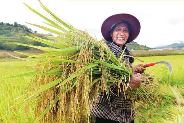 就这样惊艳了秋天|这一抹“丰收黄”,便是云南最纯粹的秋色休闲区蓝鸢梦想 - Www.slyday.coM 就这样惊艳了秋天|这一抹“丰收黄”,便是云南最纯粹的秋色休闲区蓝鸢梦想 - Www.slyday.coM