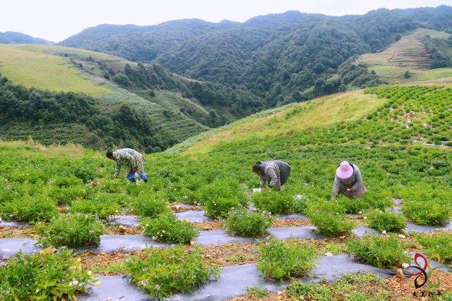 就这样惊艳了秋天|这一抹“丰收黄”,便是云南最纯粹的秋色休闲区蓝鸢梦想 - Www.slyday.coM 就这样惊艳了秋天|这一抹“丰收黄”,便是云南最纯粹的秋色休闲区蓝鸢梦想 - Www.slyday.coM