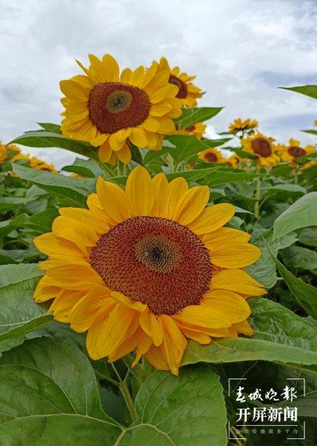 就这样惊艳了秋天|这一抹“丰收黄”,便是云南最纯粹的秋色休闲区蓝鸢梦想 - Www.slyday.coM 就这样惊艳了秋天|这一抹“丰收黄”,便是云南最纯粹的秋色休闲区蓝鸢梦想 - Www.slyday.coM