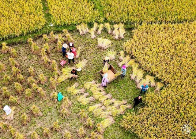 就这样惊艳了秋天|这一抹“丰收黄”,便是云南最纯粹的秋色休闲区蓝鸢梦想 - Www.slyday.coM 就这样惊艳了秋天|这一抹“丰收黄”,便是云南最纯粹的秋色休闲区蓝鸢梦想 - Www.slyday.coM