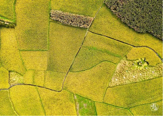 就这样惊艳了秋天|这一抹“丰收黄”,便是云南最纯粹的秋色休闲区蓝鸢梦想 - Www.slyday.coM 就这样惊艳了秋天|这一抹“丰收黄”,便是云南最纯粹的秋色休闲区蓝鸢梦想 - Www.slyday.coM