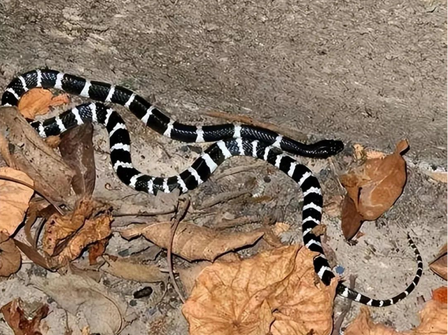 女孩网购剧毒银环蛇被咬伤致死!父母索赔150万,法院判了休闲区蓝鸢梦想 - Www.slyday.coM 女孩网购剧毒银环蛇被咬伤致死!父母索赔150万,法院判了休闲区蓝鸢梦想 - Www.slyday.coM