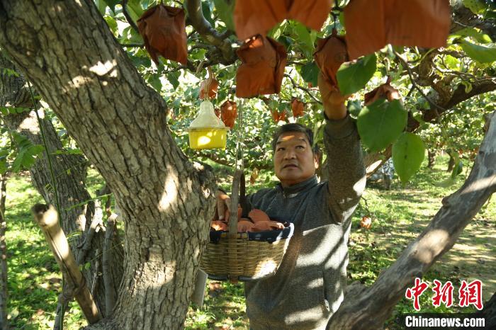 深州市梨农在自家梨园采摘。 王崇文 摄