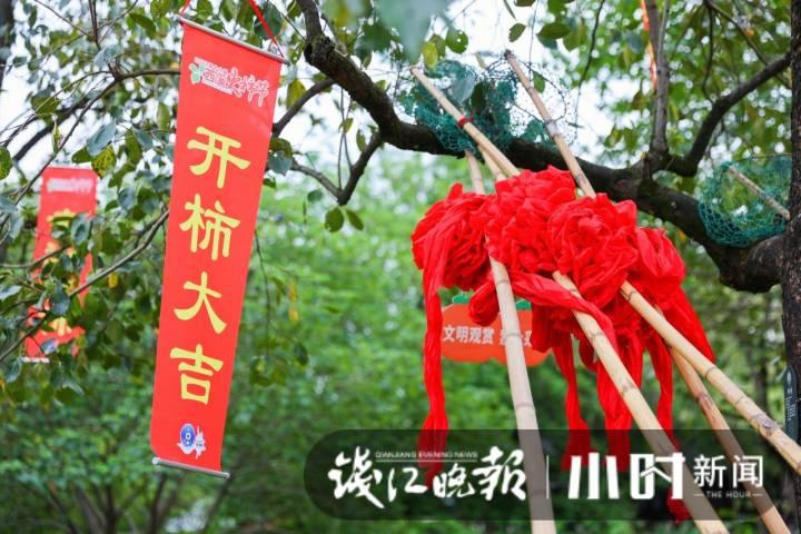 西溪火柿节又来啦!国庆长假正是最佳采摘时间,带家人一起来享受这份甜蜜吧休闲区蓝鸢梦想 - Www.slyday.coM 西溪火柿节又来啦!国庆长假正是最佳采摘时间,带家人一起来享受这份甜蜜吧休闲区蓝鸢梦想 - Www.slyday.coM