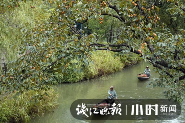 西溪火柿节又来啦!国庆长假正是最佳采摘时间,带家人一起来享受这份甜蜜吧休闲区蓝鸢梦想 - Www.slyday.coM 西溪火柿节又来啦!国庆长假正是最佳采摘时间,带家人一起来享受这份甜蜜吧休闲区蓝鸢梦想 - Www.slyday.coM