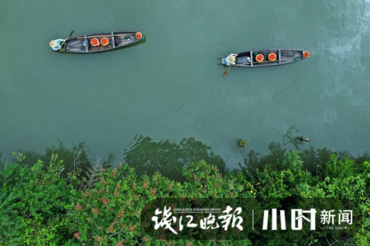 西溪火柿节又来啦!国庆长假正是最佳采摘时间,带家人一起来享受这份甜蜜吧休闲区蓝鸢梦想 - Www.slyday.coM 西溪火柿节又来啦!国庆长假正是最佳采摘时间,带家人一起来享受这份甜蜜吧休闲区蓝鸢梦想 - Www.slyday.coM