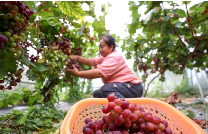 当秋分碰上丰收节!丰收的色彩惊艳了大地,一起看贵州各地秋收图→休闲区蓝鸢梦想 - Www.slyday.coM 当秋分碰上丰收节!丰收的色彩惊艳了大地,一起看贵州各地秋收图→休闲区蓝鸢梦想 - Www.slyday.coM