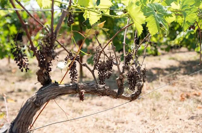 枯树上的灵芝状物体 树舌灵芝的鉴别与功效