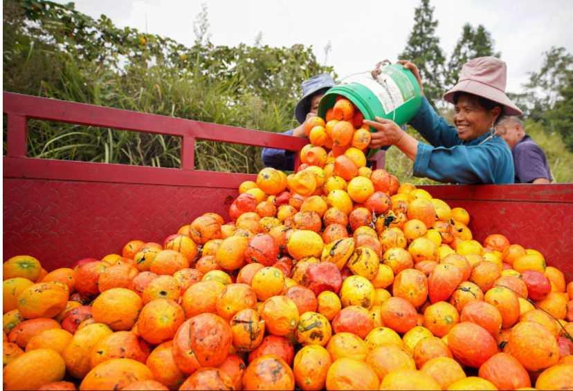 当秋分碰上丰收节!丰收的色彩惊艳了大地,一起看贵州各地秋收图→休闲区蓝鸢梦想 - Www.slyday.coM 当秋分碰上丰收节!丰收的色彩惊艳了大地,一起看贵州各地秋收图→休闲区蓝鸢梦想 - Www.slyday.coM