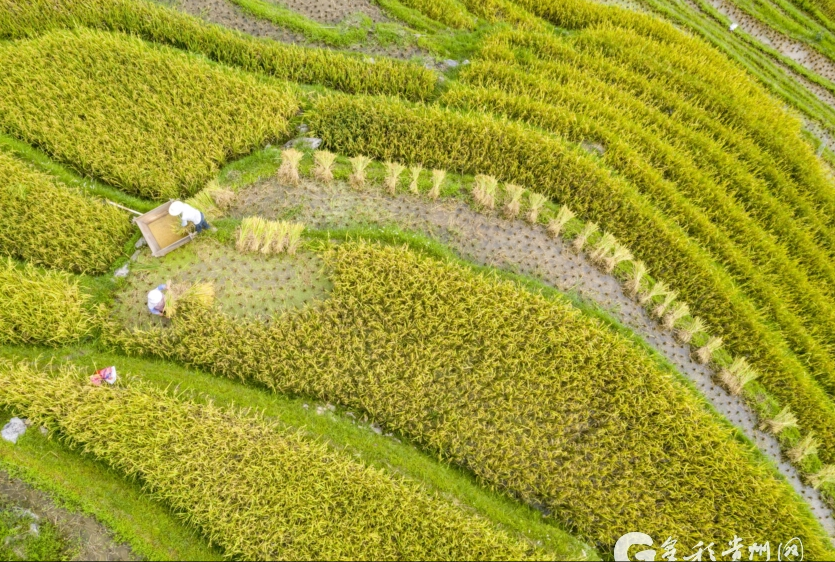 当秋分碰上丰收节!丰收的色彩惊艳了大地,一起看贵州各地秋收图→休闲区蓝鸢梦想 - Www.slyday.coM 当秋分碰上丰收节!丰收的色彩惊艳了大地,一起看贵州各地秋收图→休闲区蓝鸢梦想 - Www.slyday.coM
