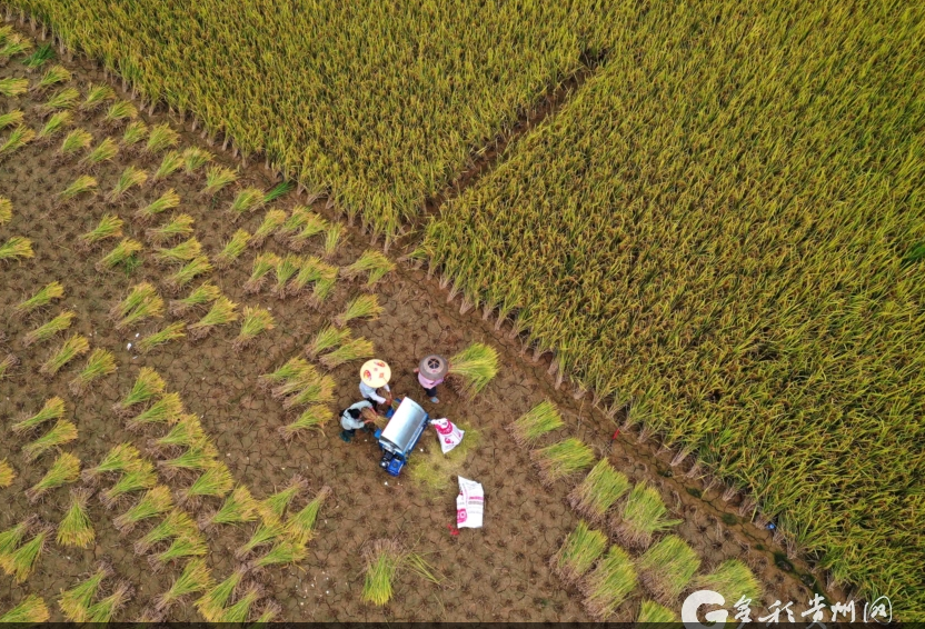 当秋分碰上丰收节!丰收的色彩惊艳了大地,一起看贵州各地秋收图→休闲区蓝鸢梦想 - Www.slyday.coM 当秋分碰上丰收节!丰收的色彩惊艳了大地,一起看贵州各地秋收图→休闲区蓝鸢梦想 - Www.slyday.coM