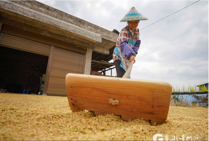 当秋分碰上丰收节!丰收的色彩惊艳了大地,一起看贵州各地秋收图→休闲区蓝鸢梦想 - Www.slyday.coM 当秋分碰上丰收节!丰收的色彩惊艳了大地,一起看贵州各地秋收图→休闲区蓝鸢梦想 - Www.slyday.coM