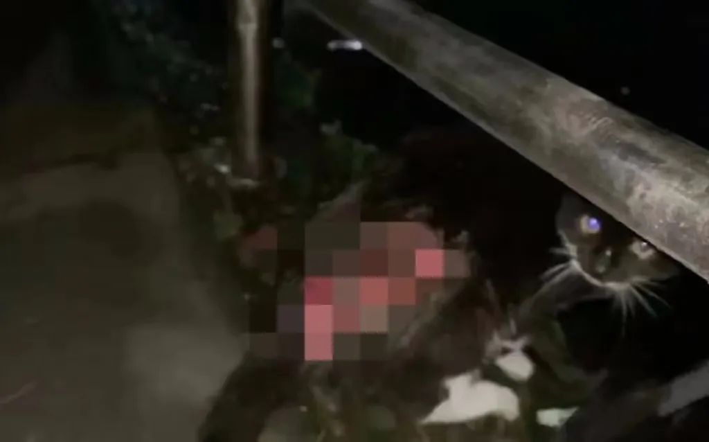 一场烧了五天五夜的山火,看主人和狗狗们如何极限求生!休闲区蓝鸢梦想 - Www.slyday.coM 一场烧了五天五夜的山火,看主人和狗狗们如何极限求生!休闲区蓝鸢梦想 - Www.slyday.coM