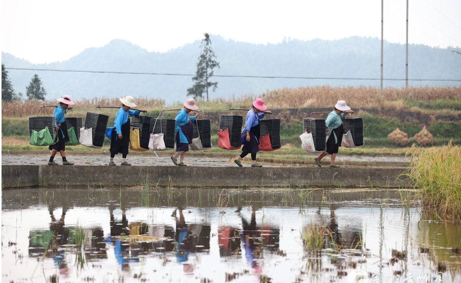 当秋分碰上丰收节!丰收的色彩惊艳了大地,一起看贵州各地秋收图→休闲区蓝鸢梦想 - Www.slyday.coM 当秋分碰上丰收节!丰收的色彩惊艳了大地,一起看贵州各地秋收图→休闲区蓝鸢梦想 - Www.slyday.coM