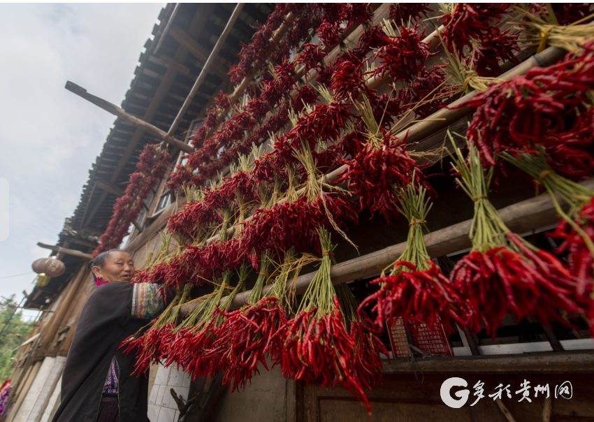 当秋分碰上丰收节!丰收的色彩惊艳了大地,一起看贵州各地秋收图→休闲区蓝鸢梦想 - Www.slyday.coM 当秋分碰上丰收节!丰收的色彩惊艳了大地,一起看贵州各地秋收图→休闲区蓝鸢梦想 - Www.slyday.coM