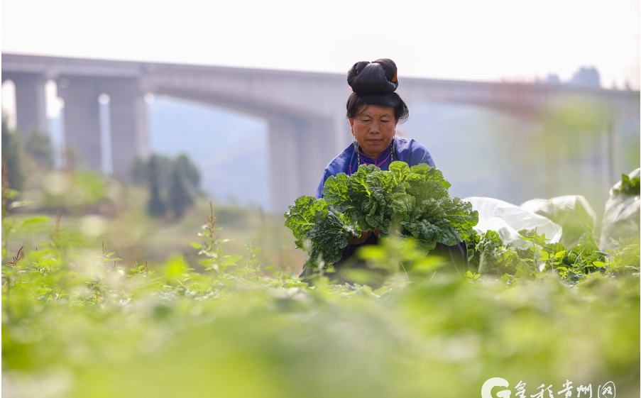 当秋分碰上丰收节!丰收的色彩惊艳了大地,一起看贵州各地秋收图→休闲区蓝鸢梦想 - Www.slyday.coM 当秋分碰上丰收节!丰收的色彩惊艳了大地,一起看贵州各地秋收图→休闲区蓝鸢梦想 - Www.slyday.coM