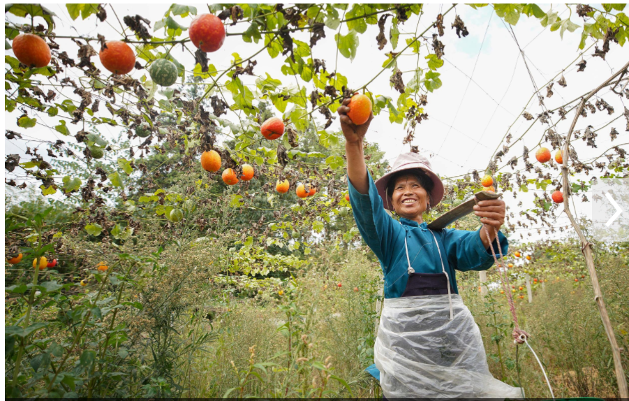 当秋分碰上丰收节!丰收的色彩惊艳了大地,一起看贵州各地秋收图→休闲区蓝鸢梦想 - Www.slyday.coM 当秋分碰上丰收节!丰收的色彩惊艳了大地,一起看贵州各地秋收图→休闲区蓝鸢梦想 - Www.slyday.coM