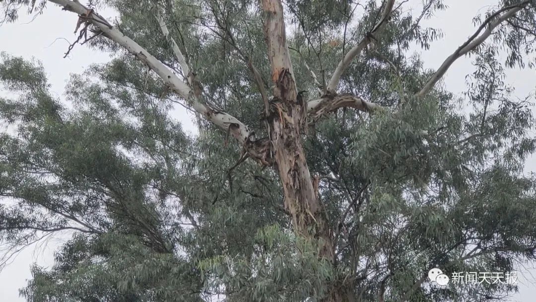 乐山这里的行道树歪着长,市民很担心休闲区蓝鸢梦想 - Www.slyday.coM 乐山这里的行道树歪着长,市民很担心休闲区蓝鸢梦想 - Www.slyday.coM