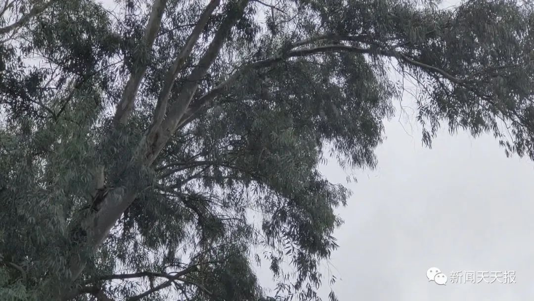 乐山这里的行道树歪着长,市民很担心休闲区蓝鸢梦想 - Www.slyday.coM 乐山这里的行道树歪着长,市民很担心休闲区蓝鸢梦想 - Www.slyday.coM