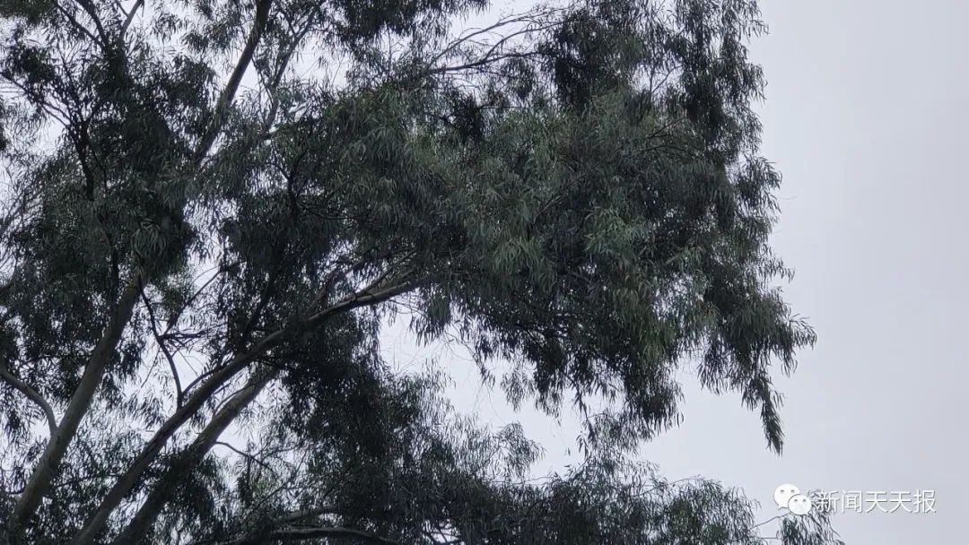 乐山这里的行道树歪着长,市民很担心休闲区蓝鸢梦想 - Www.slyday.coM 乐山这里的行道树歪着长,市民很担心休闲区蓝鸢梦想 - Www.slyday.coM