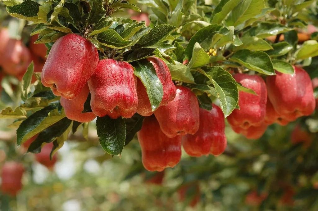 来自深山里的花花牛,入口香甜软糯,价格实惠,比蛇果要好一百倍!休闲区蓝鸢梦想 - Www.slyday.coM 来自深山里的花花牛,入口香甜软糯,价格实惠,比蛇果要好一百倍!休闲区蓝鸢梦想 - Www.slyday.coM