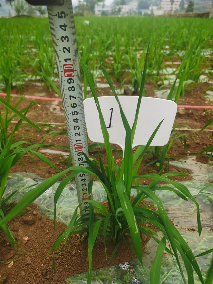 富联平台Q1567A膜下育苗小麦在四川栽植获得成功