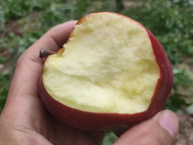 来自深山里的花花牛,入口香甜软糯,价格实惠,比蛇果要好一百倍!休闲区蓝鸢梦想 - Www.slyday.coM 来自深山里的花花牛,入口香甜软糯,价格实惠,比蛇果要好一百倍!休闲区蓝鸢梦想 - Www.slyday.coM