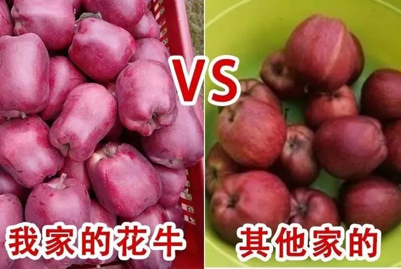 来自深山里的花花牛,入口香甜软糯,价格实惠,比蛇果要好一百倍!休闲区蓝鸢梦想 - Www.slyday.coM 来自深山里的花花牛,入口香甜软糯,价格实惠,比蛇果要好一百倍!休闲区蓝鸢梦想 - Www.slyday.coM