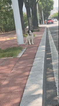 每日一笑:说起来你可能不信,我今天被一条狗给撞了!休闲区蓝鸢梦想 - Www.slyday.coM 每日一笑:说起来你可能不信,我今天被一条狗给撞了!休闲区蓝鸢梦想 - Www.slyday.coM