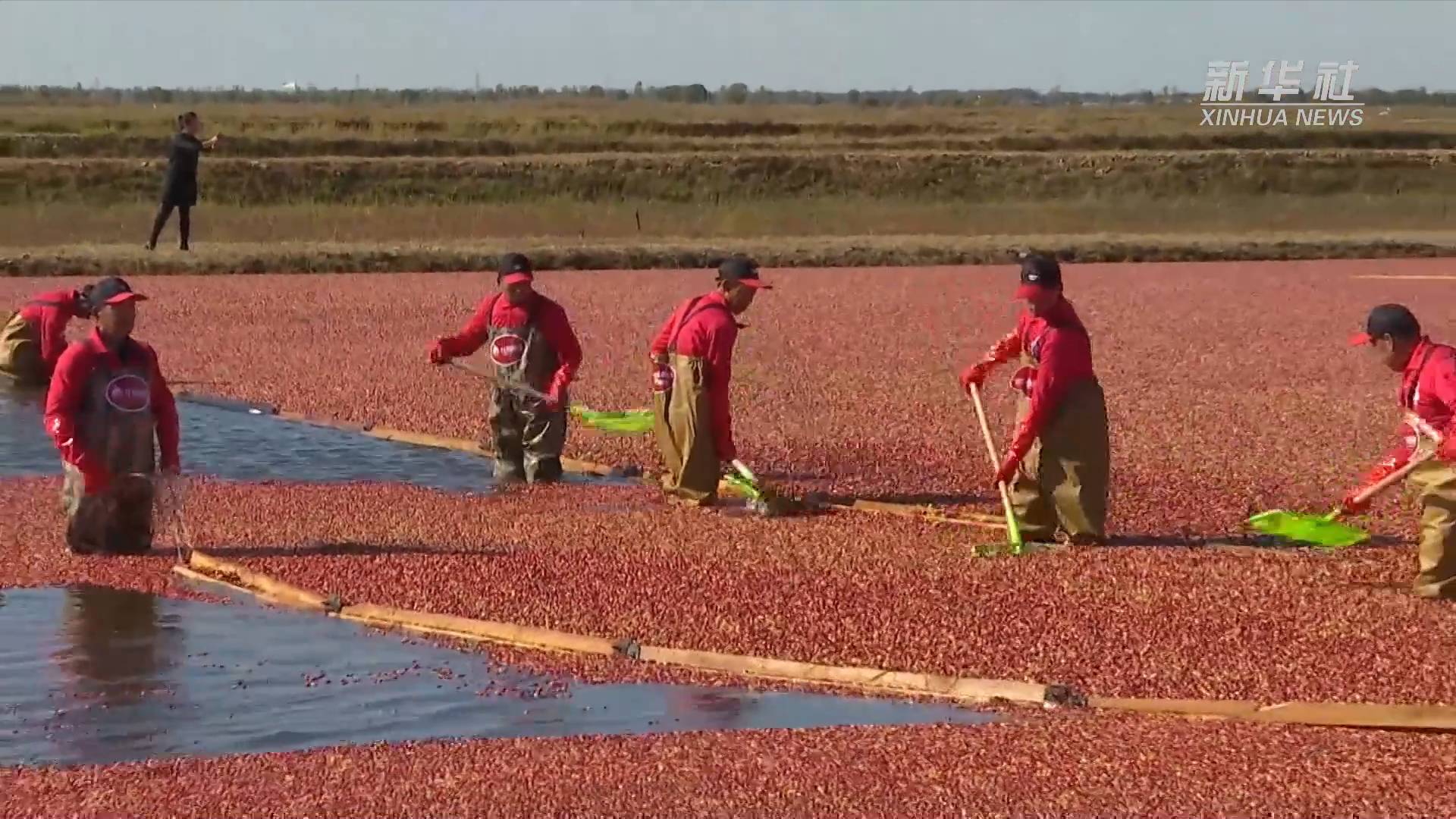 秋收见闻丨奇妙的丰收画卷:水中收获蔓越莓休闲区蓝鸢梦想 - Www.slyday.coM 秋收见闻丨奇妙的丰收画卷:水中收获蔓越莓休闲区蓝鸢梦想 - Www.slyday.coM