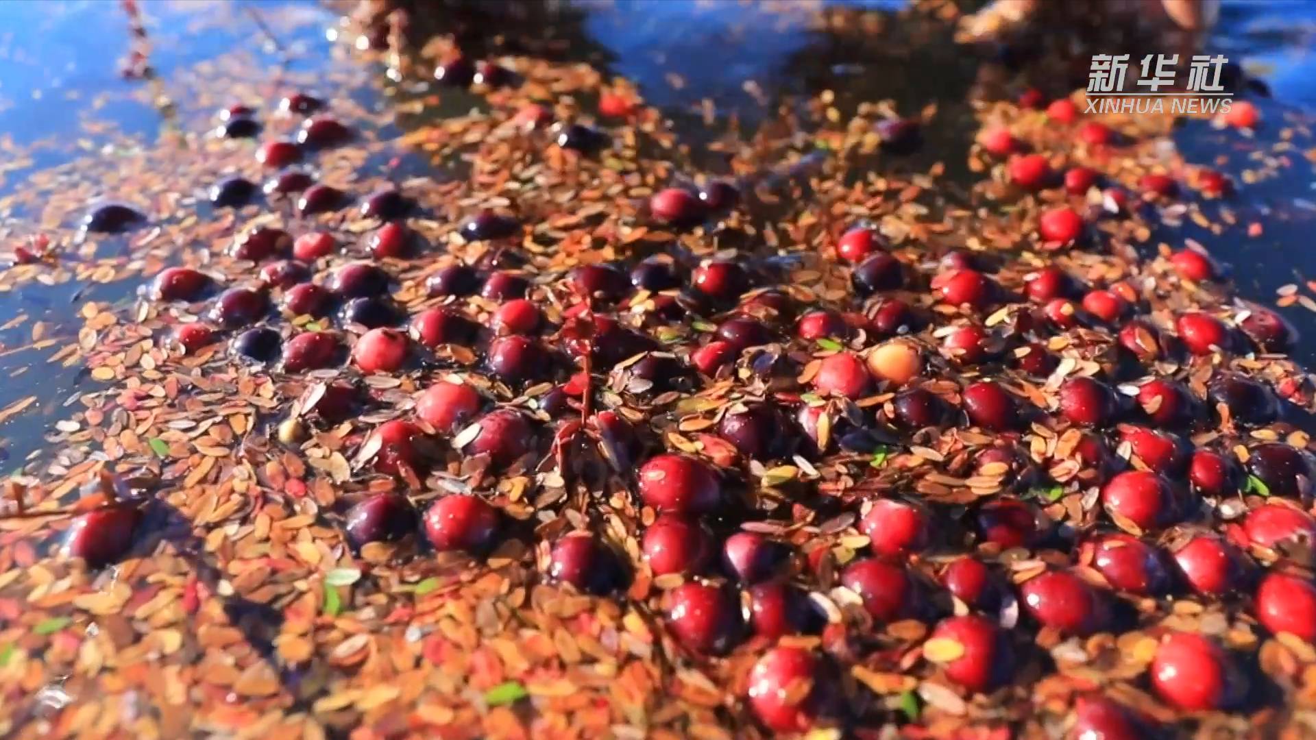 秋收见闻丨奇妙的丰收画卷:水中收获蔓越莓休闲区蓝鸢梦想 - Www.slyday.coM 秋收见闻丨奇妙的丰收画卷:水中收获蔓越莓休闲区蓝鸢梦想 - Www.slyday.coM