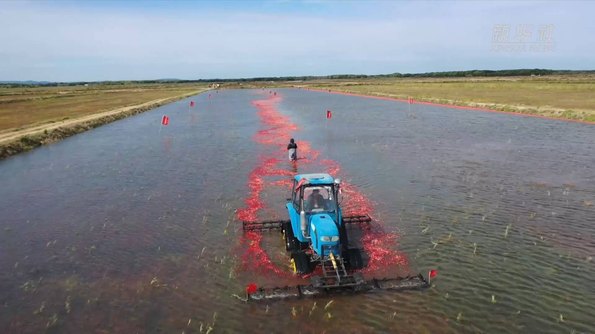 秋收见闻丨奇妙的丰收画卷:水中收获蔓越莓休闲区蓝鸢梦想 - Www.slyday.coM 秋收见闻丨奇妙的丰收画卷:水中收获蔓越莓休闲区蓝鸢梦想 - Www.slyday.coM