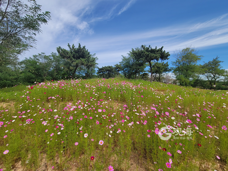 骑车、遛娃、赏花……青岛这处“文化型”山头公园建成这样→休闲区蓝鸢梦想 - Www.slyday.coM 骑车、遛娃、赏花……青岛这处“文化型”山头公园建成这样→休闲区蓝鸢梦想 - Www.slyday.coM