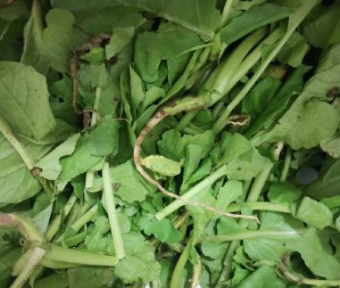 它是含钙量的第一的蔬菜,还能化痰止咳护眼,可惜很多人都把它扔掉了!休闲区蓝鸢梦想 - Www.slyday.coM 它是含钙量的第一的蔬菜,还能化痰止咳护眼,可惜很多人都把它扔掉了!休闲区蓝鸢梦想 - Www.slyday.coM