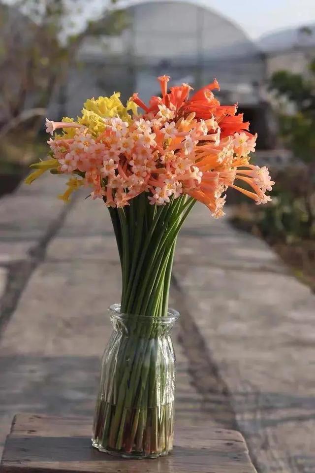 近两年大热的“垂筒花”,学会这样养,能开小半年休闲区蓝鸢梦想 - Www.slyday.coM 近两年大热的“垂筒花”,学会这样养,能开小半年休闲区蓝鸢梦想 - Www.slyday.coM