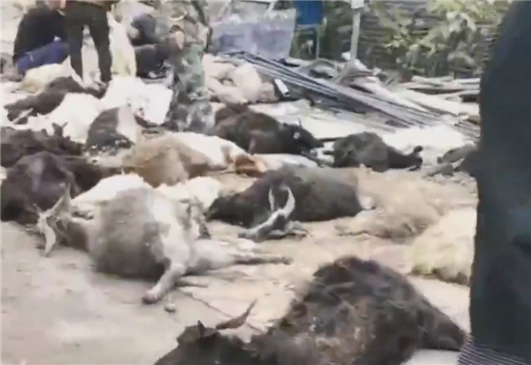 河南辉县近百只山羊接连跳崖坠亡:汽车惊吓 惨不忍睹 损失十几万休闲区蓝鸢梦想 - Www.slyday.coM 河南辉县近百只山羊接连跳崖坠亡:汽车惊吓 惨不忍睹 损失十几万休闲区蓝鸢梦想 - Www.slyday.coM