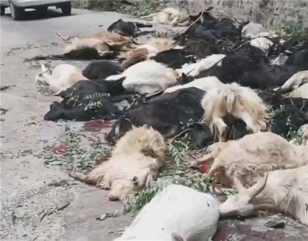 河南辉县近百只山羊接连跳崖坠亡:汽车惊吓 惨不忍睹 损失十几万休闲区蓝鸢梦想 - Www.slyday.coM 河南辉县近百只山羊接连跳崖坠亡:汽车惊吓 惨不忍睹 损失十几万休闲区蓝鸢梦想 - Www.slyday.coM