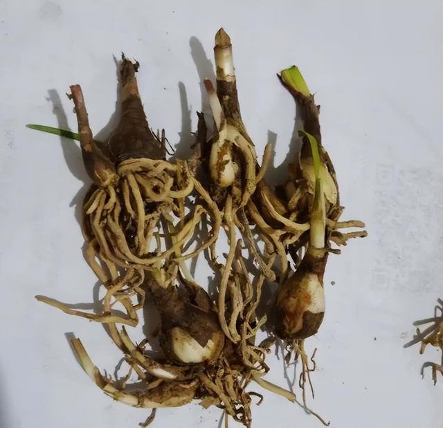 近两年大热的“垂筒花”,学会这样养,能开小半年休闲区蓝鸢梦想 - Www.slyday.coM 近两年大热的“垂筒花”,学会这样养,能开小半年休闲区蓝鸢梦想 - Www.slyday.coM