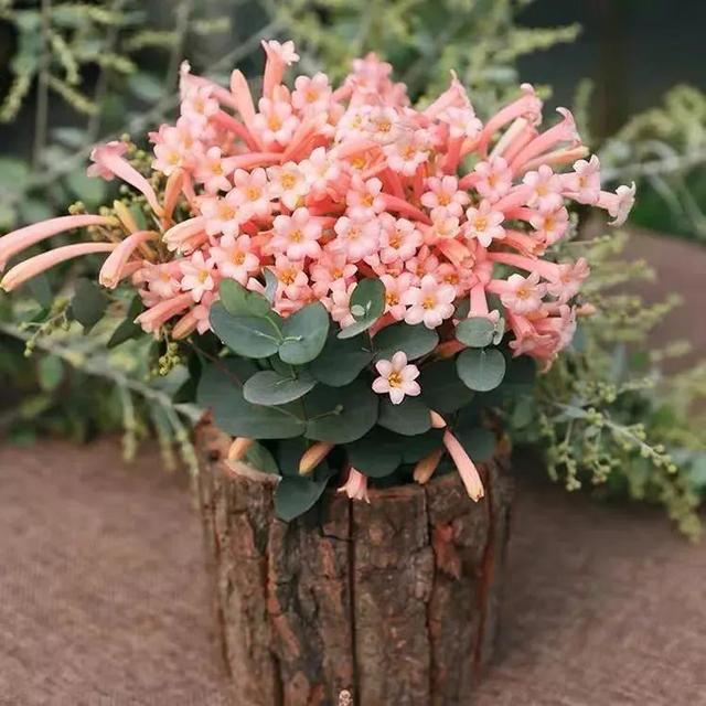 近两年大热的“垂筒花”,学会这样养,能开小半年休闲区蓝鸢梦想 - Www.slyday.coM 近两年大热的“垂筒花”,学会这样养,能开小半年休闲区蓝鸢梦想 - Www.slyday.coM