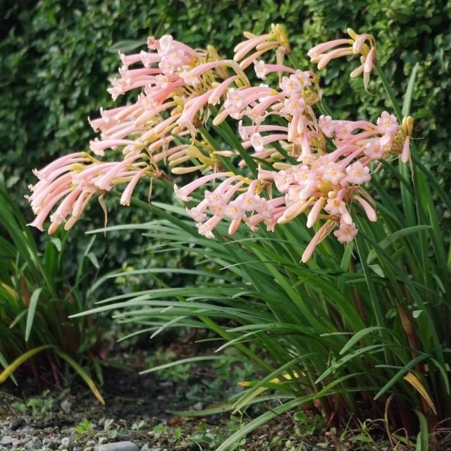 近两年大热的“垂筒花”,学会这样养,能开小半年休闲区蓝鸢梦想 - Www.slyday.coM 近两年大热的“垂筒花”,学会这样养,能开小半年休闲区蓝鸢梦想 - Www.slyday.coM