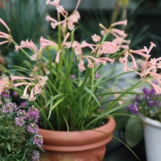 近两年大热的“垂筒花”,学会这样养,能开小半年休闲区蓝鸢梦想 - Www.slyday.coM 近两年大热的“垂筒花”,学会这样养,能开小半年休闲区蓝鸢梦想 - Www.slyday.coM