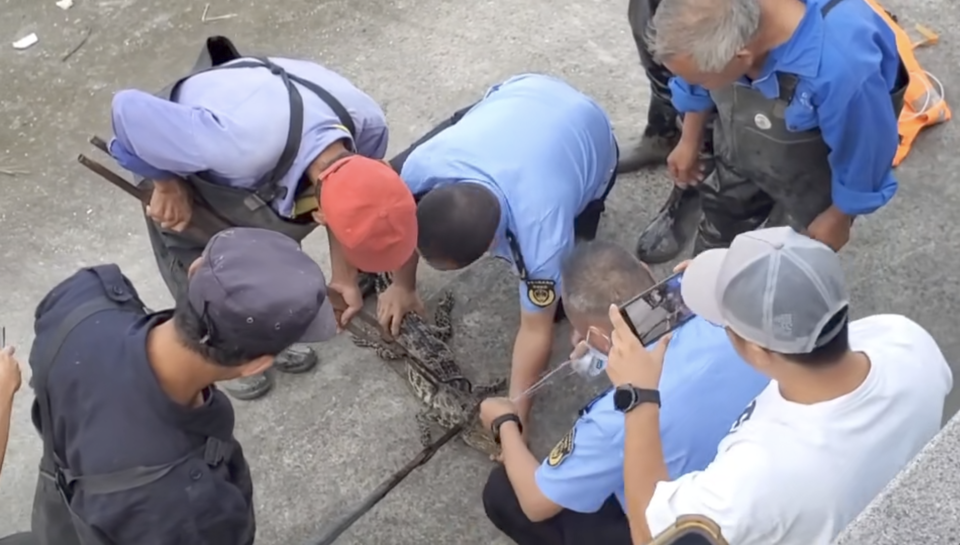 黄浦江里的鳄鱼抓到了!6天地毯式水陆搜寻,将交由野生动物救助基地饲养休闲区蓝鸢梦想 - Www.slyday.coM 黄浦江里的鳄鱼抓到了!6天地毯式水陆搜寻,将交由野生动物救助基地饲养休闲区蓝鸢梦想 - Www.slyday.coM