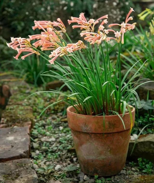 近两年大热的“垂筒花”,学会这样养,能开小半年休闲区蓝鸢梦想 - Www.slyday.coM 近两年大热的“垂筒花”,学会这样养,能开小半年休闲区蓝鸢梦想 - Www.slyday.coM