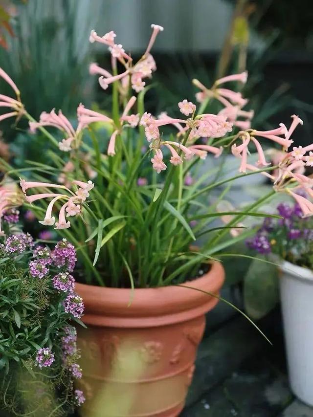 近两年大热的“垂筒花”,学会这样养,能开小半年休闲区蓝鸢梦想 - Www.slyday.coM 近两年大热的“垂筒花”,学会这样养,能开小半年休闲区蓝鸢梦想 - Www.slyday.coM