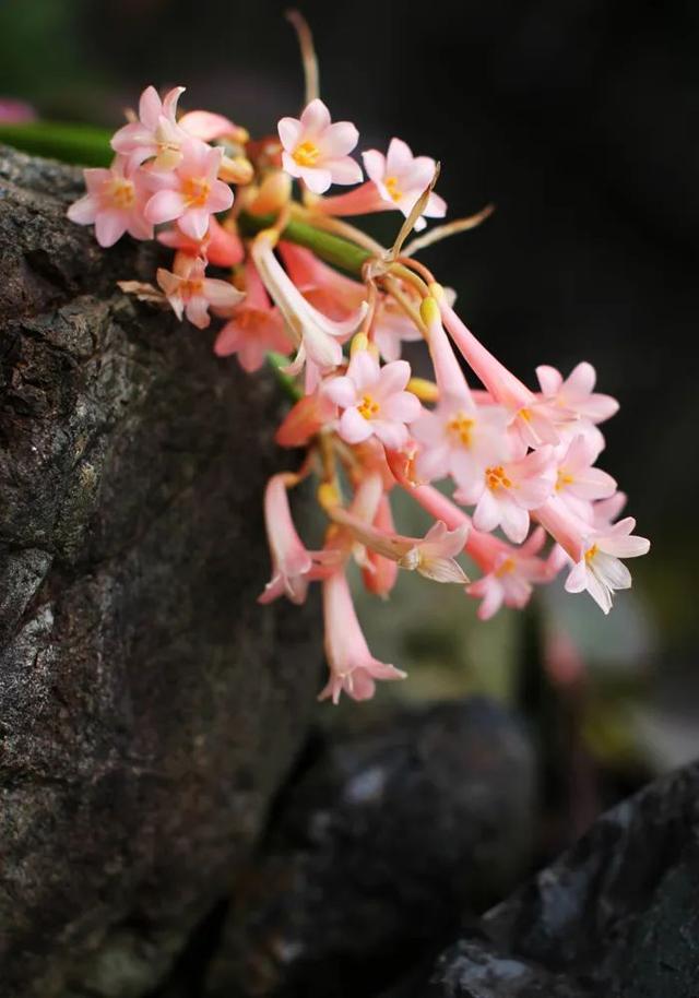 近两年大热的“垂筒花”,学会这样养,能开小半年休闲区蓝鸢梦想 - Www.slyday.coM 近两年大热的“垂筒花”,学会这样养,能开小半年休闲区蓝鸢梦想 - Www.slyday.coM