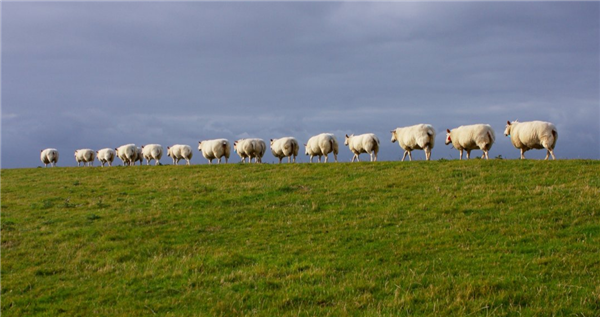 河南辉县近百只山羊接连跳崖坠亡 官方回应:汽车鸣笛受惊休闲区蓝鸢梦想 - Www.slyday.coM 河南辉县近百只山羊接连跳崖坠亡 官方回应:汽车鸣笛受惊休闲区蓝鸢梦想 - Www.slyday.coM