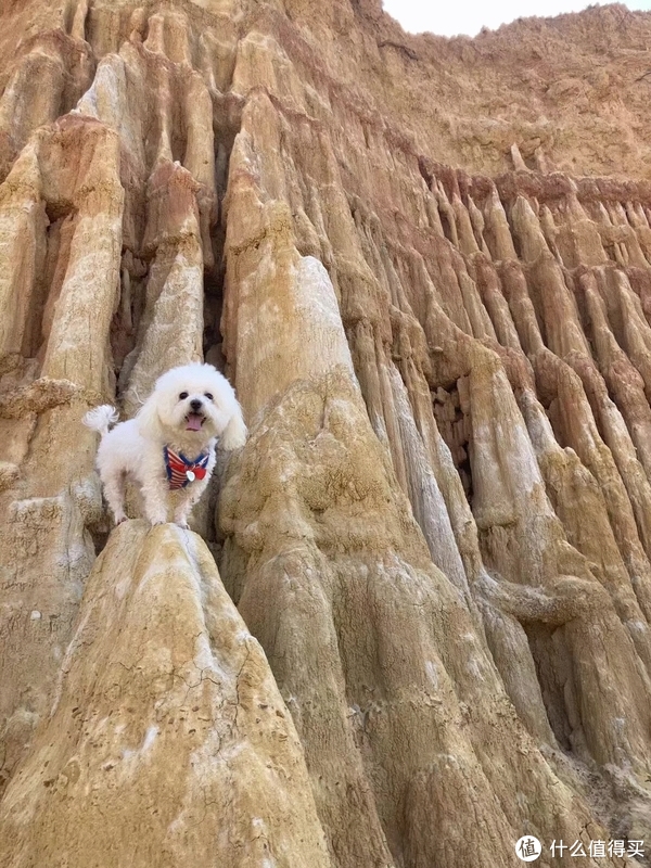 铲屎官的国庆假期,遇上口罩问题,我们就地过节,就是只能带着狗子在周边玩玩了休闲区蓝鸢梦想 - Www.slyday.coM 铲屎官的国庆假期,遇上口罩问题,我们就地过节,就是只能带着狗子在周边玩玩了休闲区蓝鸢梦想 - Www.slyday.coM