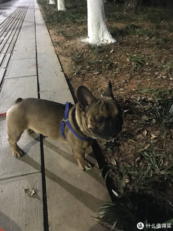 铲屎官的国庆假期,遇上口罩问题,我们就地过节,就是只能带着狗子在周边玩玩了休闲区蓝鸢梦想 - Www.slyday.coM 铲屎官的国庆假期,遇上口罩问题,我们就地过节,就是只能带着狗子在周边玩玩了休闲区蓝鸢梦想 - Www.slyday.coM