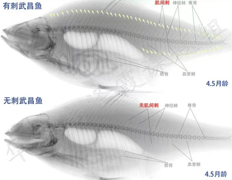 华中农业大学繁育出完全无肌间刺的团头鲂苗种,有望大规模推广休闲区蓝鸢梦想 - Www.slyday.coM 华中农业大学繁育出完全无肌间刺的团头鲂苗种,有望大规模推广休闲区蓝鸢梦想 - Www.slyday.coM
